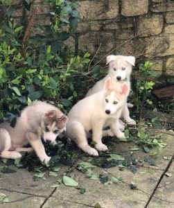 cute husky puppies