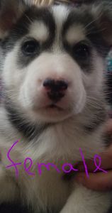 Siberian Husky Female Bella