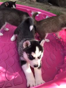 Ckc siberian huskies