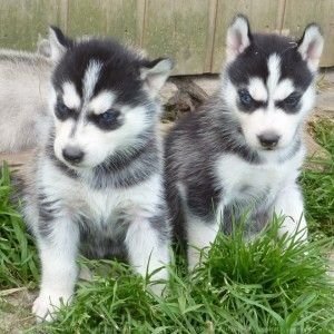 Siberian husky pups