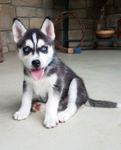 Highly trained Siberian Husky for sale