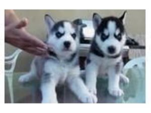 Siberian husky puppies for rehoming