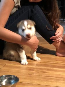 Siberian Husky pup