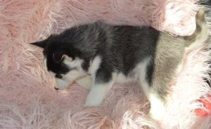 Blue Eyes AKC Siberian Husky Puppies