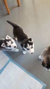 Husky puppies available