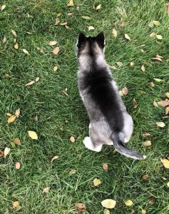 Lovely Siberian Husky Puppies. Text (***) ***-***2