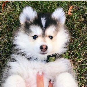 Siberian husky pupps Need Good Home ASAP
