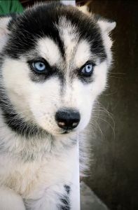 Siberian husky puppy