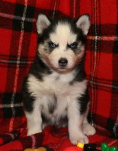 AKC Registered Huskies