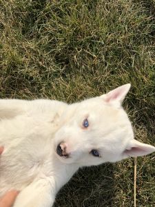 Purebred Husky Puppy