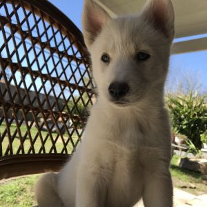 Siberian husky puppy