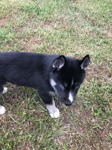 Purebred Siberian Husky puppies for sale!