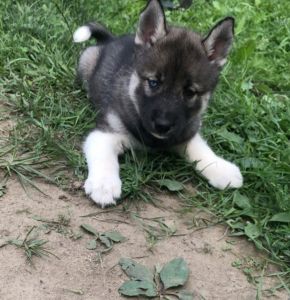 Siberian Husky Puppies (Massachusetts)