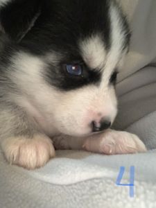 Siberian Husky Purebred