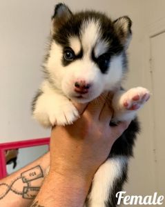 2 Siberian Husky Puppies For Sale