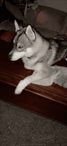 Siberian Husky For Sale