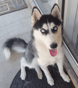 Siberian Husky