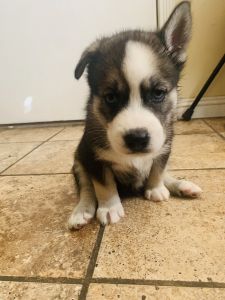 Husky puppies need good homes now !