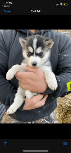 Siberian Husky Puppies