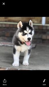 Purebred Siberian Husky 4 months