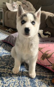 Siberian Husky Puppy