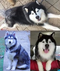Siberian husky