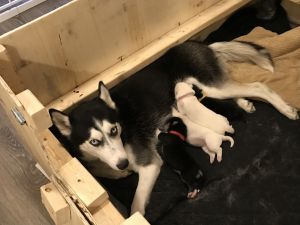 Female huskies