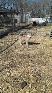 Home grown not kennels