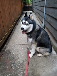 Free Female Husky