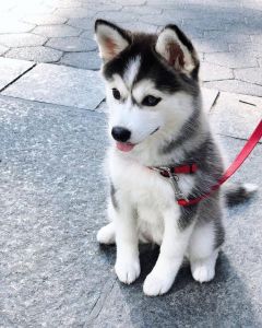 Siberian Husky puppies for sale text ***