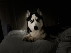 Siberian Husky 7 months old