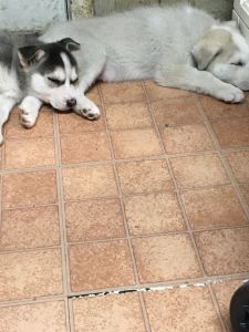 Husky puppies for sale