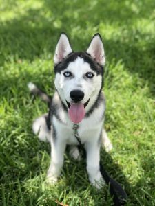 Husky to a loving home
