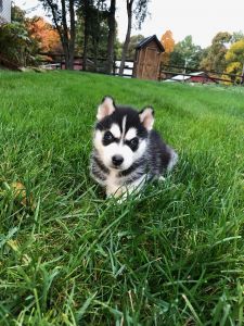 Siberian Husky Puppies