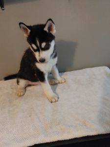 Husky Puppy - CHAMP