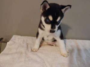 Husky Puppy - DAISY