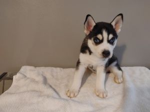 Husky Puppy - ROSE