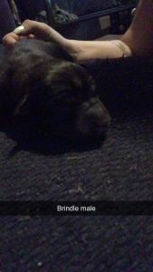 Shepherd / husky mix puppies