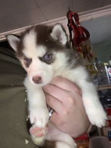 Akc Siberian Husky champion bloodlines