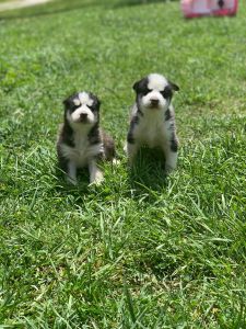 Playful puppies