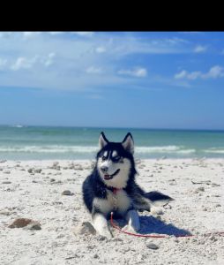 For sell was born 01/28/2020