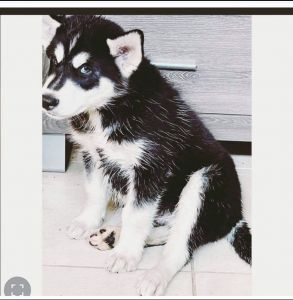 Husky puppy 8 weeks