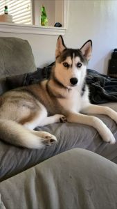 Siberian husky for sale