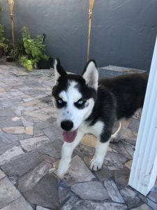 Siberian husky 3 month old