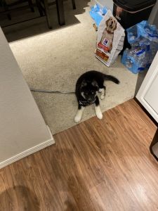 6 months old husky for sale