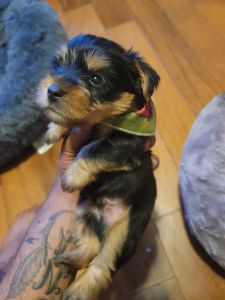 Silky terrier