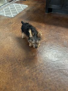 Silky terrier puppy