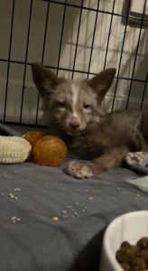 1yo female white marked burgundy red fox