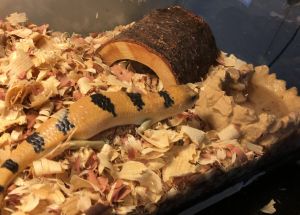 Peters banded skink
