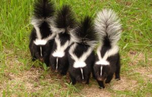 Skunks for sale to good homes